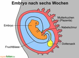 embryo2.gif