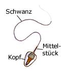 samenzelle.jpg