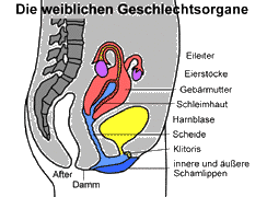 tnfrau2.gif